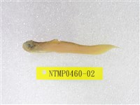 藏品(尖尾犀鱈)的圖片